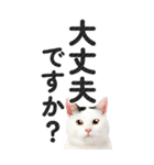 【デカ文字BIG】猫写真の敬語スタンプ（個別スタンプ：29）