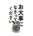 【デカ文字BIG】猫写真の敬語スタンプ（個別スタンプ：30）