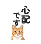 【デカ文字BIG】猫写真の敬語スタンプ（個別スタンプ：31）