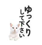 【デカ文字BIG】猫写真の敬語スタンプ（個別スタンプ：32）