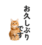 【デカ文字BIG】猫写真の敬語スタンプ（個別スタンプ：33）