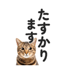 【デカ文字BIG】猫写真の敬語スタンプ（個別スタンプ：34）