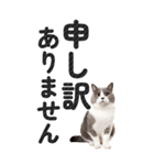 【デカ文字BIG】猫写真の敬語スタンプ（個別スタンプ：36）