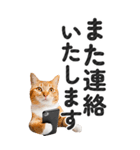 【デカ文字BIG】猫写真の敬語スタンプ（個別スタンプ：37）