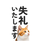 【デカ文字BIG】猫写真の敬語スタンプ（個別スタンプ：38）