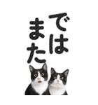 【デカ文字BIG】猫写真の敬語スタンプ（個別スタンプ：39）