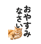 【デカ文字BIG】猫写真の敬語スタンプ（個別スタンプ：40）