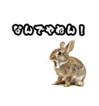 キレウサギ（個別スタンプ：1）