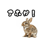 キレウサギ（個別スタンプ：2）