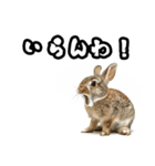 キレウサギ（個別スタンプ：3）