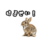 キレウサギ（個別スタンプ：4）