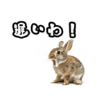 キレウサギ（個別スタンプ：5）