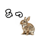 キレウサギ（個別スタンプ：6）