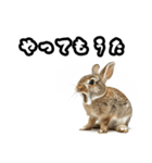 キレウサギ（個別スタンプ：7）