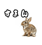 キレウサギ（個別スタンプ：8）