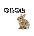 キレウサギ（個別スタンプ：10）