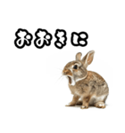 キレウサギ（個別スタンプ：11）