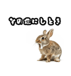 キレウサギ（個別スタンプ：12）