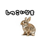 キレウサギ（個別スタンプ：13）