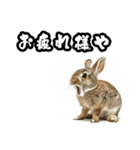 キレウサギ（個別スタンプ：14）