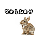 キレウサギ（個別スタンプ：15）
