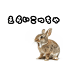 キレウサギ（個別スタンプ：16）