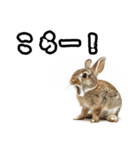キレウサギ（個別スタンプ：17）