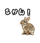 キレウサギ（個別スタンプ：18）