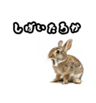 キレウサギ（個別スタンプ：19）