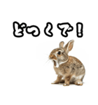 キレウサギ（個別スタンプ：20）
