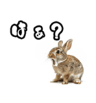 キレウサギ（個別スタンプ：21）