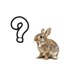 キレウサギ（個別スタンプ：22）