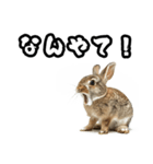 キレウサギ（個別スタンプ：23）