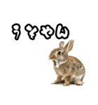 キレウサギ（個別スタンプ：24）