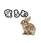 キレウサギ（個別スタンプ：25）