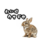 キレウサギ（個別スタンプ：26）