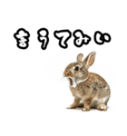 キレウサギ（個別スタンプ：27）