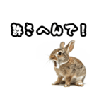 キレウサギ（個別スタンプ：28）