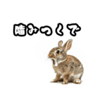 キレウサギ（個別スタンプ：29）