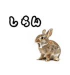 キレウサギ（個別スタンプ：30）