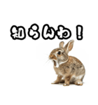 キレウサギ（個別スタンプ：31）