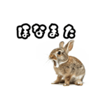 キレウサギ（個別スタンプ：32）