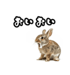 キレウサギ（個別スタンプ：34）