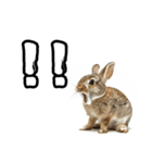 キレウサギ（個別スタンプ：35）