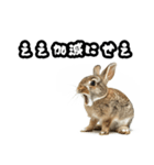 キレウサギ（個別スタンプ：36）