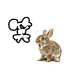 キレウサギ（個別スタンプ：37）