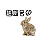 キレウサギ（個別スタンプ：39）