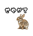 キレウサギ（個別スタンプ：40）