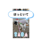 わんこの日常会話2（個別スタンプ：6）