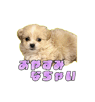 【ペキプーちゃい】語彙録vol.1（個別スタンプ：2）